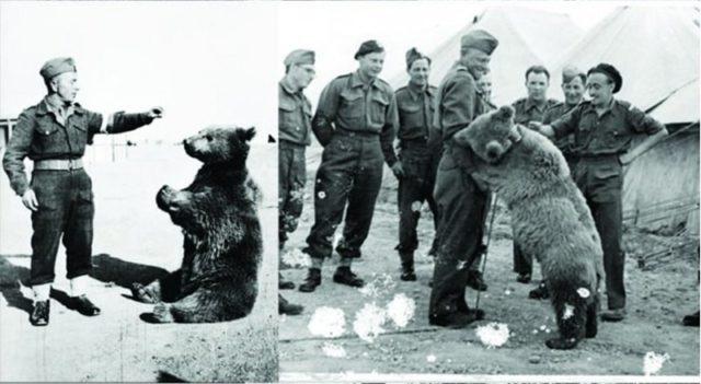 Wojtek – O Urso do Exercito Polonês
