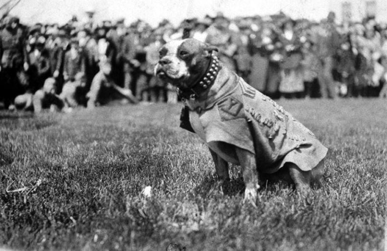 Sargento Stubby