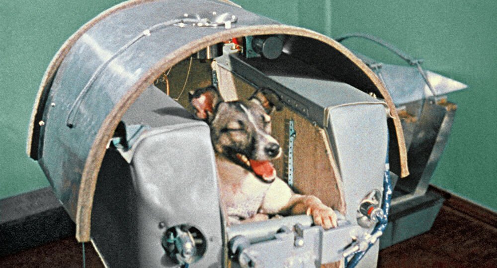 A cadela Laika foi o primeiro ser vivo a entrar na órbita da Terra